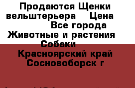 Продаются Щенки вельштерьера  › Цена ­ 27 000 - Все города Животные и растения » Собаки   . Красноярский край,Сосновоборск г.